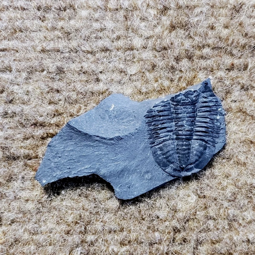 Trilobite Elrathia Fossils in Slate Stone Matrix - Delta Utah Set of 4